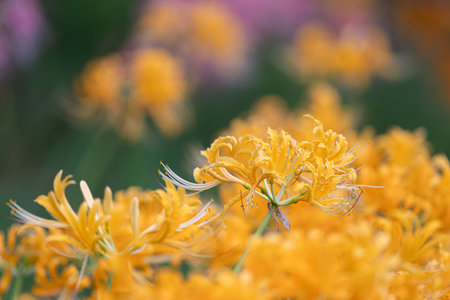 Yellow spider liliesの写真素材