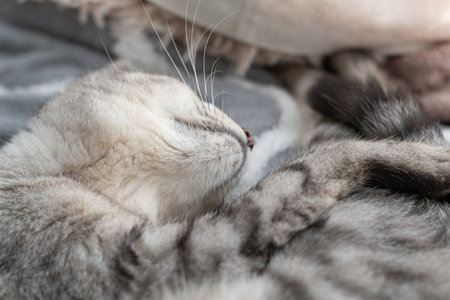 Cute cat sleeping by the window