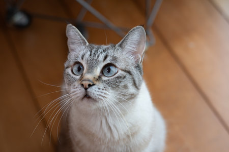 Cute cat staring