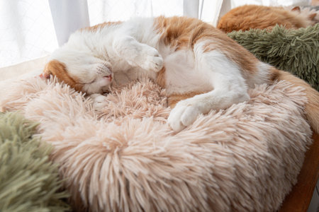 Cute cat sleepingの写真素材