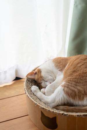 Cute cat sleeping by the windowの写真素材
