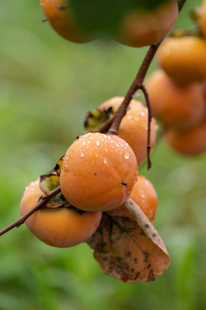 Ripe persimmon fruitの写真素材