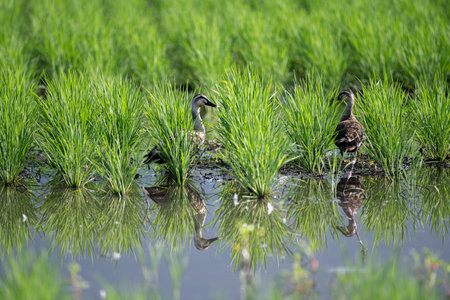 Cute spot-billed ducks relaxing in the rice paddiesの写真素材