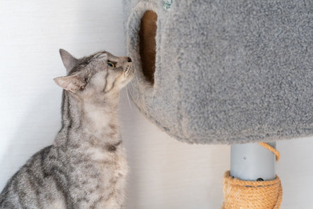 A cute cat peeking out curiouslyの写真素材