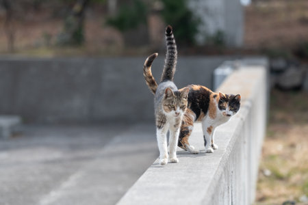 Two cute cats walking together