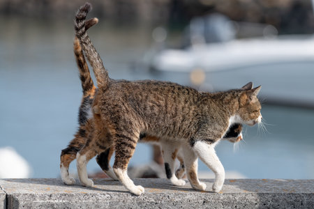 Two cute cats walking together