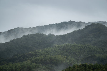 Forest shrouded in morning mist