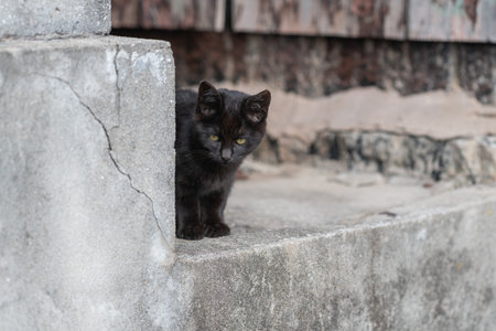 Cute kitten sitting and staringの写真素材