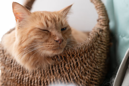 Close-up of a cute cat's sleepy face