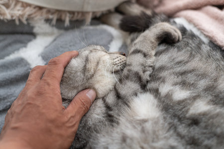 Owner stroking a cute cat