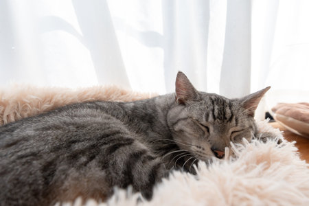 Cute cat sleeping by the windowの写真素材