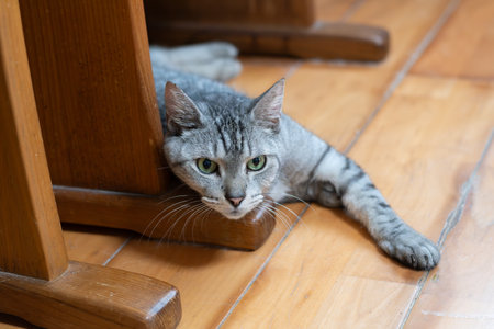 A cute cat gazing with beautiful eyesの写真素材