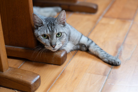 A cute cat gazing with beautiful eyesの写真素材