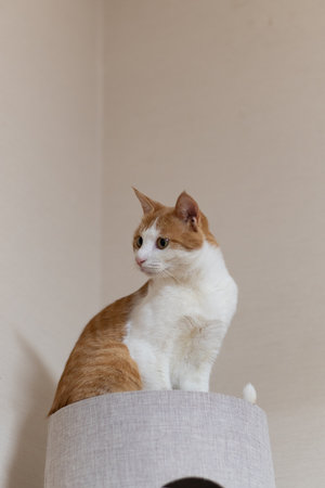 Cute cat relaxing indoorsの写真素材