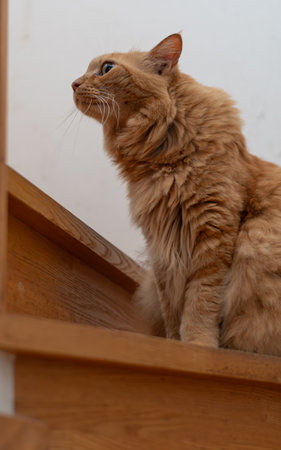 Cute cat sitting and staringの写真素材