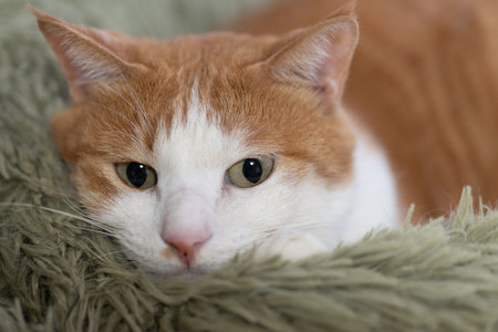 The cat's gaze is curious and staringの写真素材