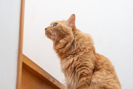 Cute cat sitting and staringの写真素材