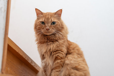 Cute cat sitting and staring