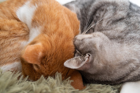 Two cats sleeping by the windowの写真素材