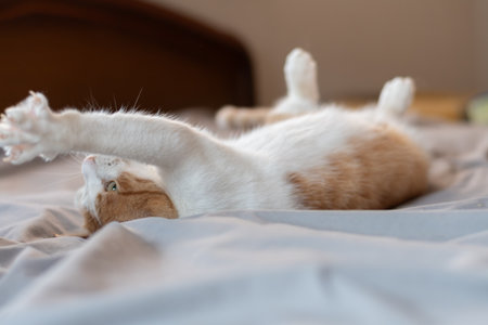 A cat relaxing on its backの写真素材