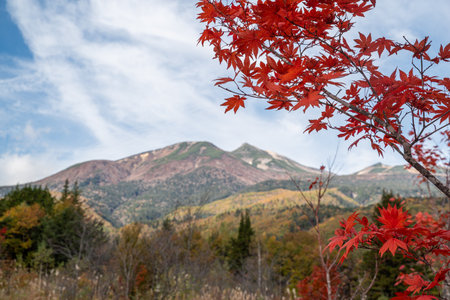 Beautiful autumn leaves of the large maple trees at Norikura Plateauの写真素材