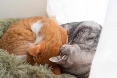 Two cats sleeping