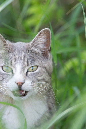 Cute cat peeking out from the grass
