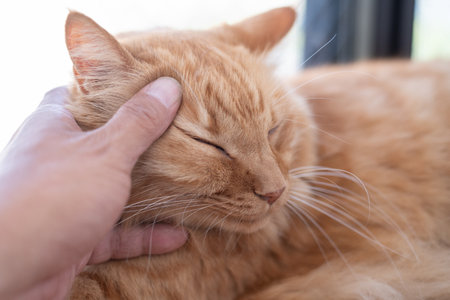 Owner stroking a cute catの写真素材