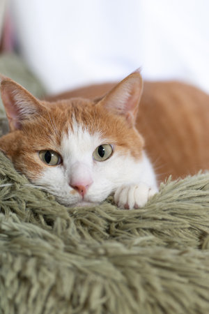 The cat's gaze is curious