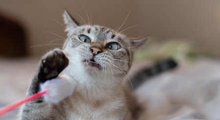 Cute cat playing with a toyの写真素材