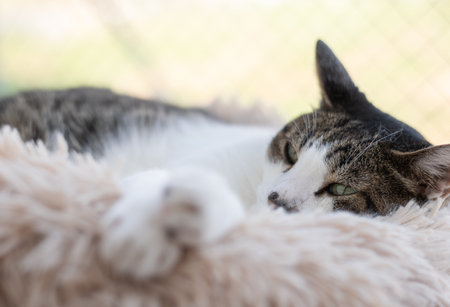 Cat relaxingの写真素材