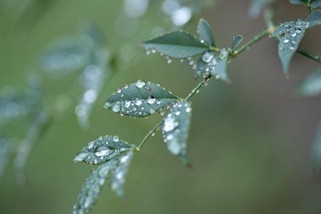 Rain-soaked leavesの写真素材