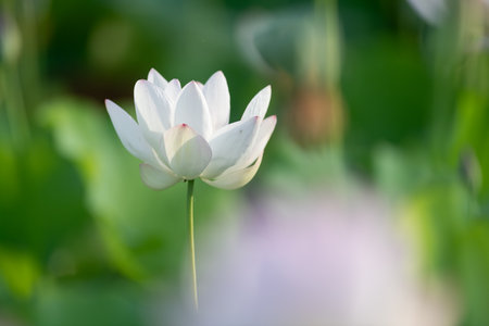 Beautiful lotus flowerの写真素材