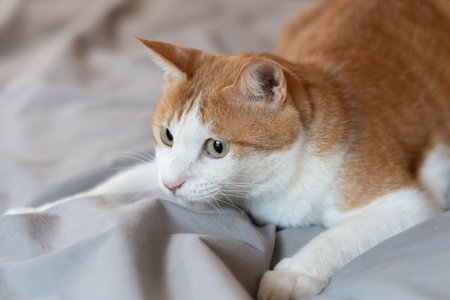 The cat's gaze is curiousの写真素材