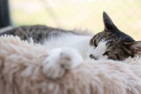 Cat relaxing by the windowの写真素材