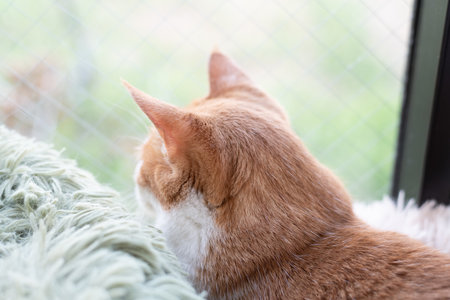 The back view of a cute cat looking out the windowの写真素材