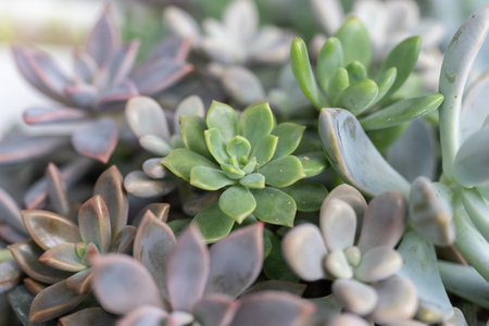 Growing succulents in the gardenの写真素材