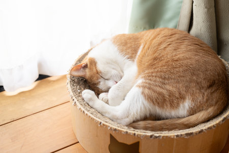 Cute cat sleepingの写真素材