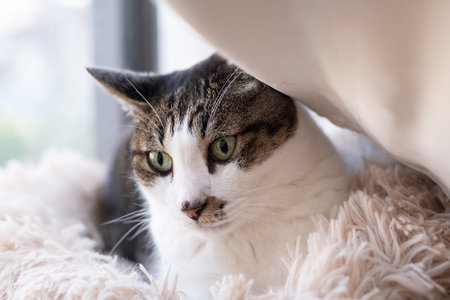 Cat relaxing by the window