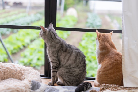 Two cute cats looking out the windowの写真素材