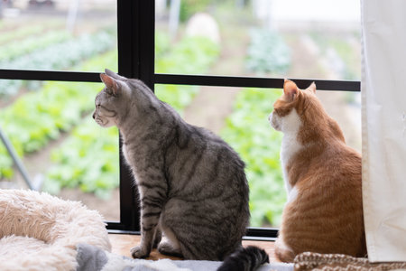 Two cute cats looking out the windowの写真素材
