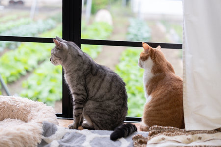 Two cute cats looking out the windowの写真素材