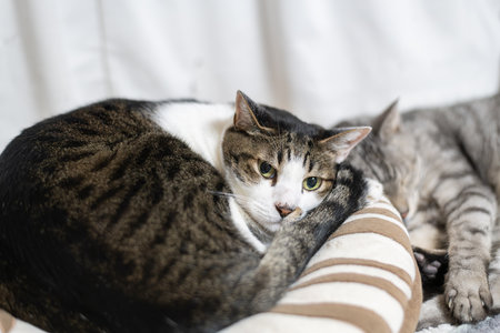 Cat relaxing
