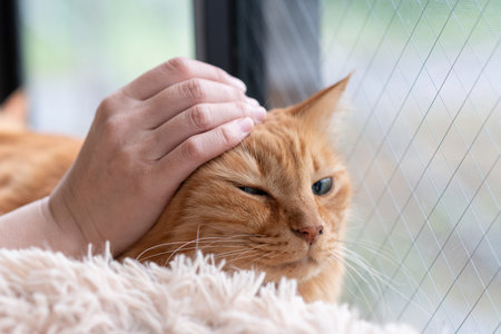 Owner stroking a cute catの写真素材