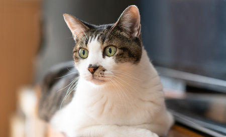 Cute cat staring