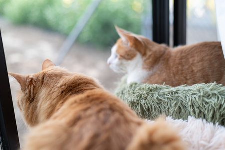 Two cute cats looking out the windowの写真素材