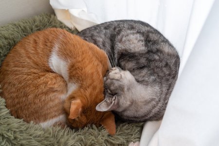 Two cats sleepingの写真素材