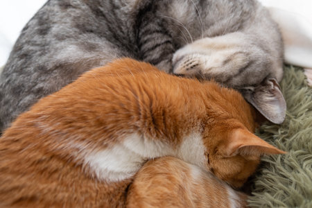 Two cats sleeping