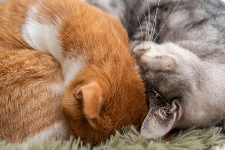 Two cats sleepingの写真素材