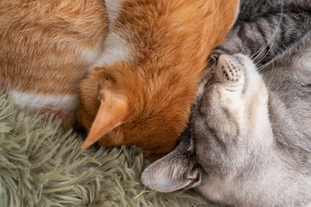 Two cats sleepingの写真素材